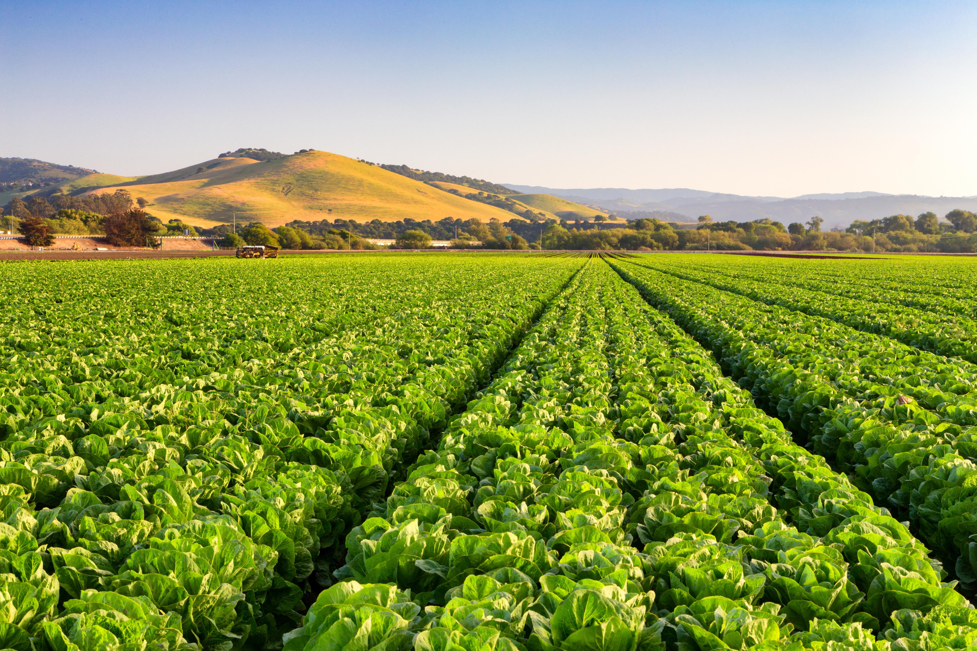 SEIDOR Agro para productoras