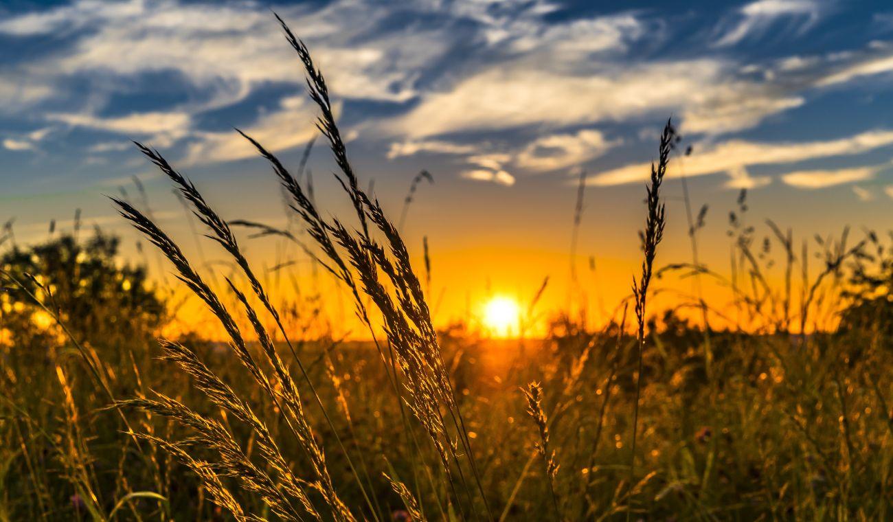 implantar-ERP-empresa- agroalimentaria